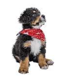 Nordic Dog Bandana