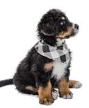 Tailgate Dog Bandana