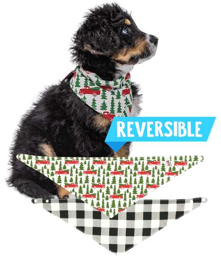 matching baby bib and dog bandana