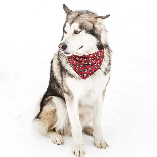 Dog In Snow
