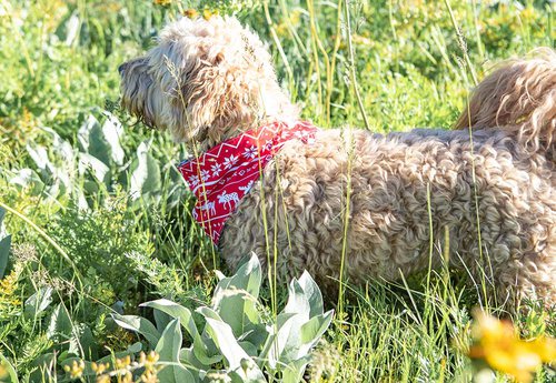 Reversible Bandana for Dogs