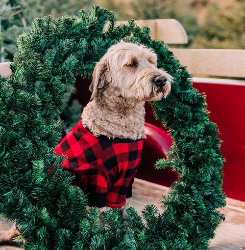 dog in wreath